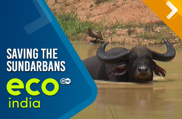 Saving the Sundarbans