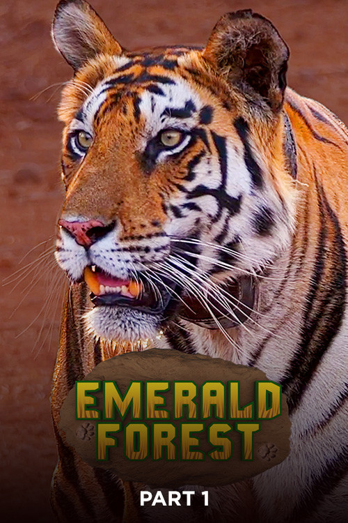 Emerald Forest (Part 1)