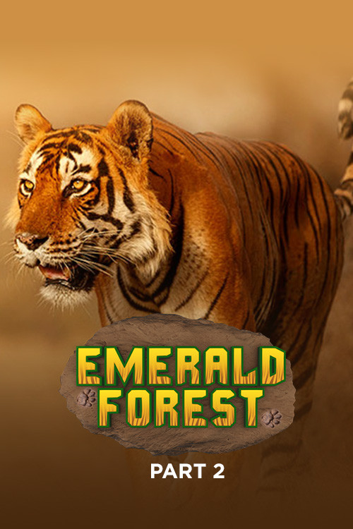 Emerald Forest (Part 2)