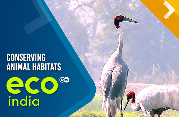 Conserving animal habitats