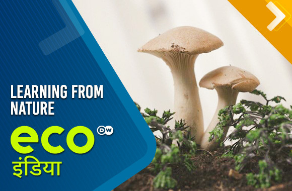 Learning from Nature 