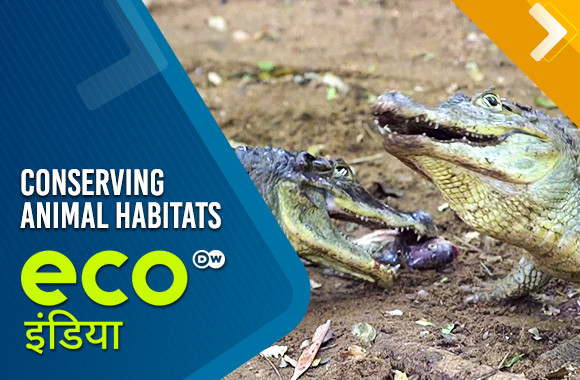 Conserving animal habitats 