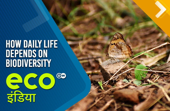 How daily life depends on biodiversity